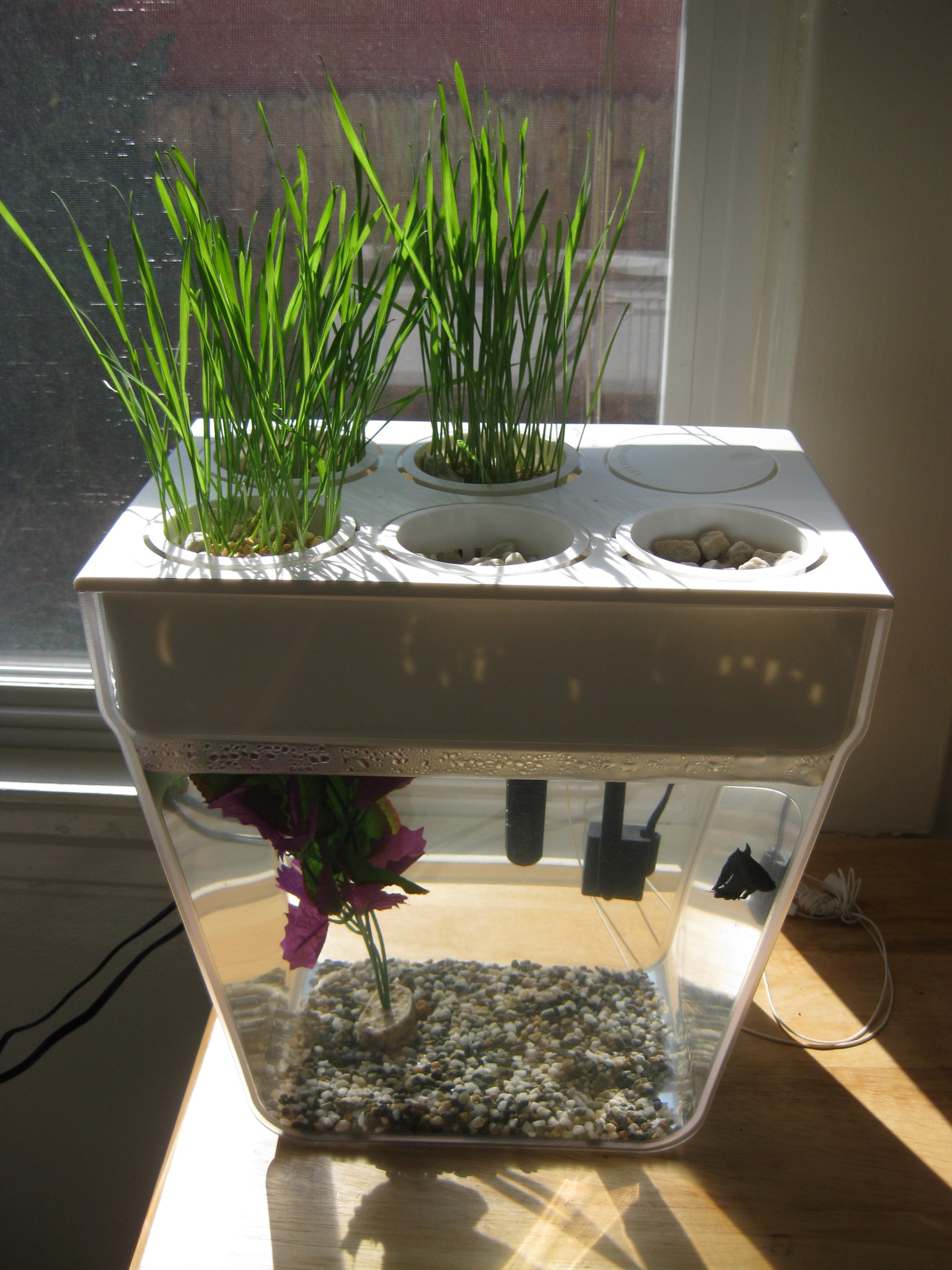 Aquaponics with the Back to the Roots Fish Tank